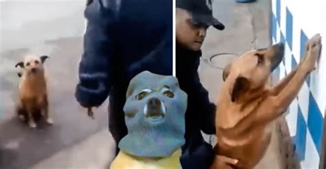 Perro Se Vuelve Viral Tras Ser Cateado Por Un Policía Video