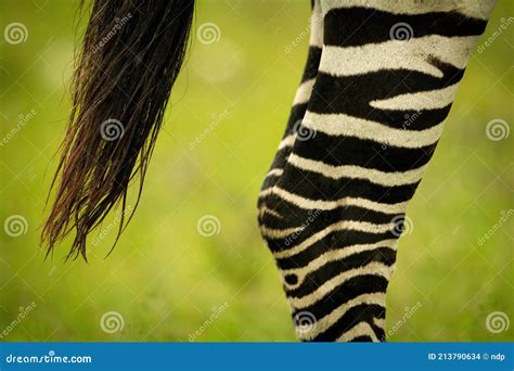 Close Up Of Plains Zebra Legs And Tail Stock Photo Image Of Camp