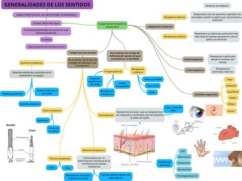 Atzin Soto Garcia Mapa Conceptual Anatomia Y Fisiologia Del Sistema The Best Porn Website