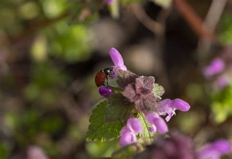 Ladybug Spring Insects Free Photo On Pixabay Pixabay