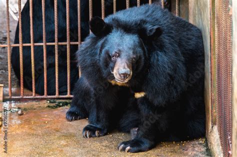 Asiatic Black Bear Tibetan Black Bear Ursus Thibetanus Stock Photo