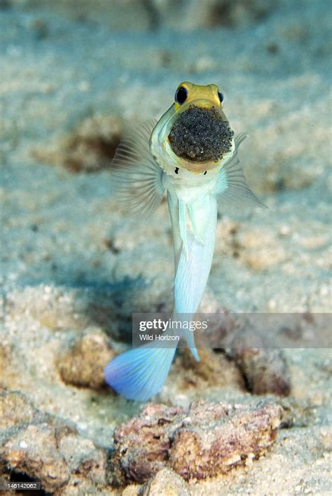 Male Yellowhead Jawfish Mouthbrooding A Clutch Of Eggs Opistognathus