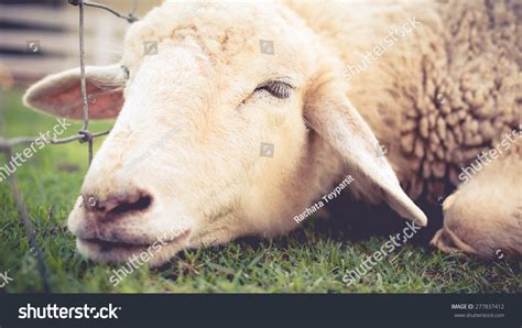 836 Sick Sheep Images Stock Photos And Vectors Shutterstock