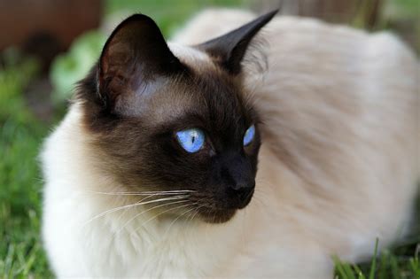 Seal point siamese are the original color type first exported from siam. Best Siamese Cat Breed Guide - History, Health and Care