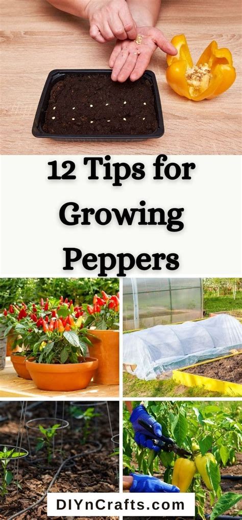 Tips For Growing Peppers To Maximize Your Harvest Growing Peppers Edible Garden Gardening