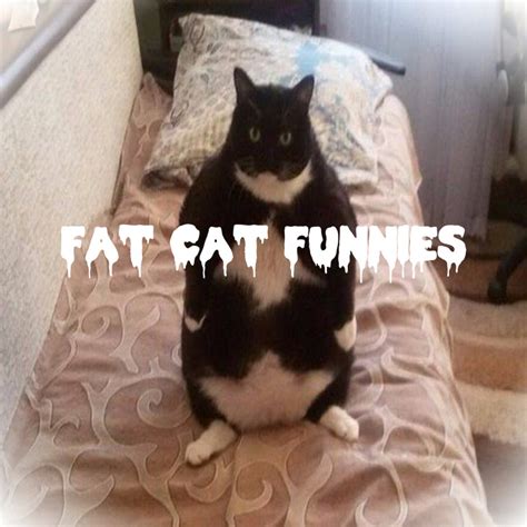 Fat Cat Funnies Youtube