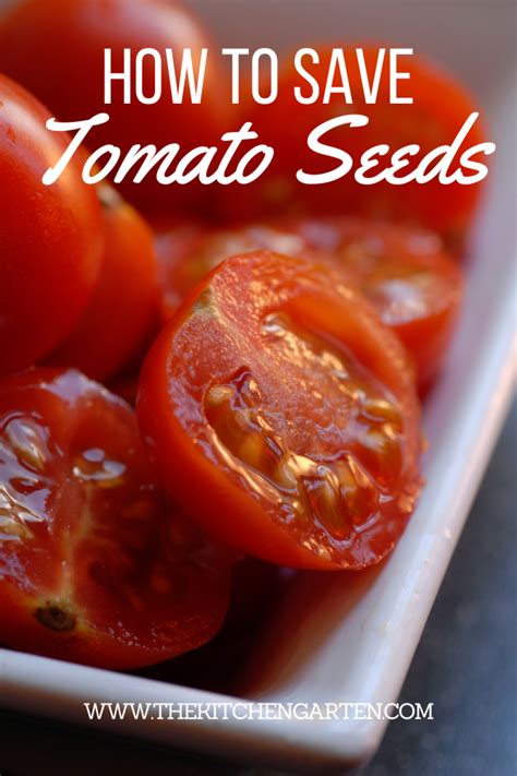 How To Harvest And Save Tomato Seeds The Kitchen Garten