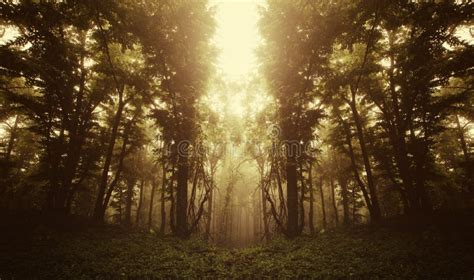 Surreal Symmetrical Forest With Fog Stock Image Image Of Dark Leaves