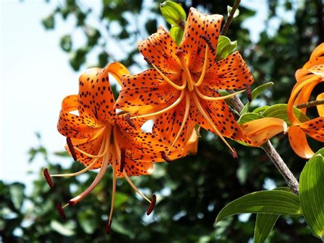 Flower Beautiful Orange Tiger Lilies Flower Leaf Free Image Peakpx