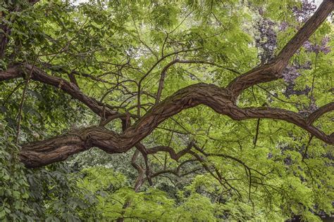 Tree Branch Nature Free Photo On Pixabay