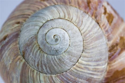 Free Images Spiral Food Invertebrate Seashell Close Up Escargot