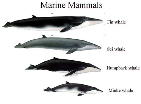 Mar Eco Marine Mammals And Birds