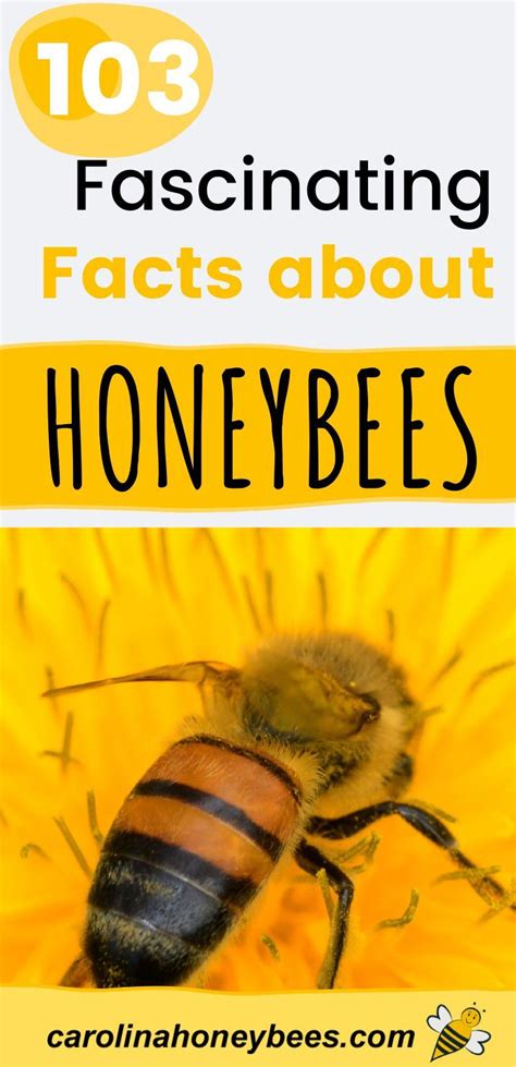 Interesting Facts About Honey Bees Honey Bee Facts Bee Facts Bee