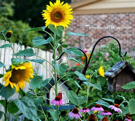 25 Beautiful Sunflower Backyard Design For Your Garden Ideas Backyard