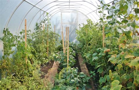 Growing Vegetables In The Greenhouse — Stock Photo © Dtatiana 84404776