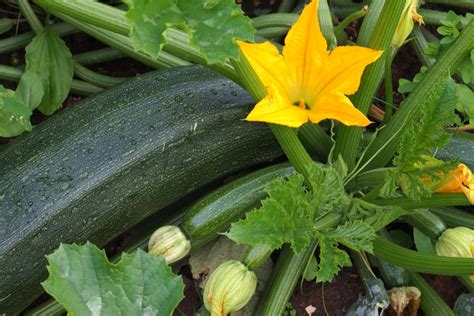 Tips for using up your really big summer squash, from soups to pastas to quick bread. Growing Zucchini - How To Grow This Super Summer Squash ...