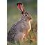 Scrub Hare Photograph By Tony Camacho/science Photo Library