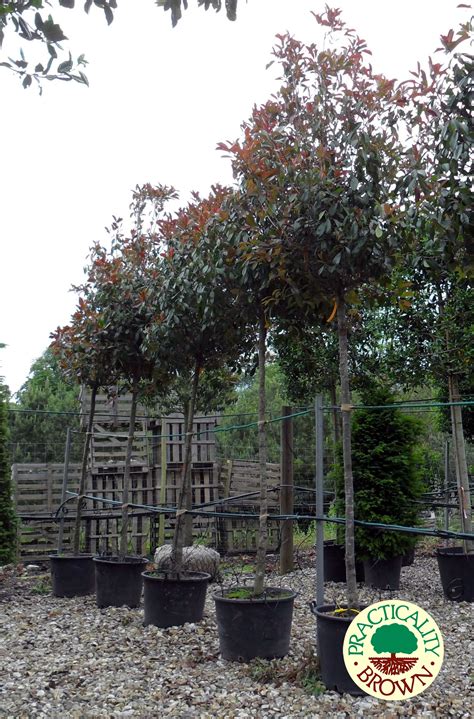 Photinia Fraseri Red Robin Standard Tree Practicality Brown