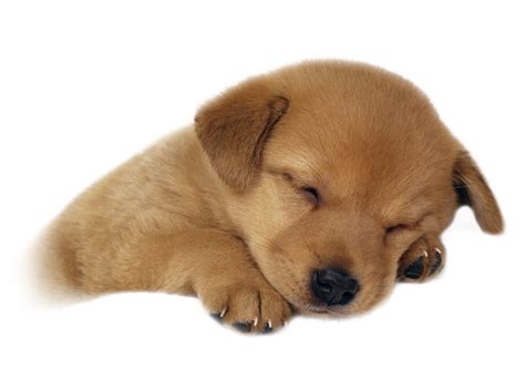 Download Cute Sleeping Puppy Short Hair Cute Dogs Hd Transparent