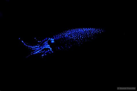 Deep Sea Firefly Squid Marine Life Photography Invisibility Cloak