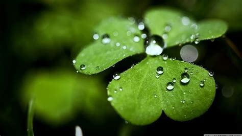 Wet Clover Raindrops Drops Shamrock Graphy Leaves Green Close Up Dew Spring HD Wallpaper