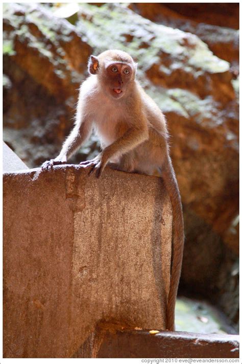 Monkey Sticking Out Tongue Batu Caves Photo Id 17980 Kualalum