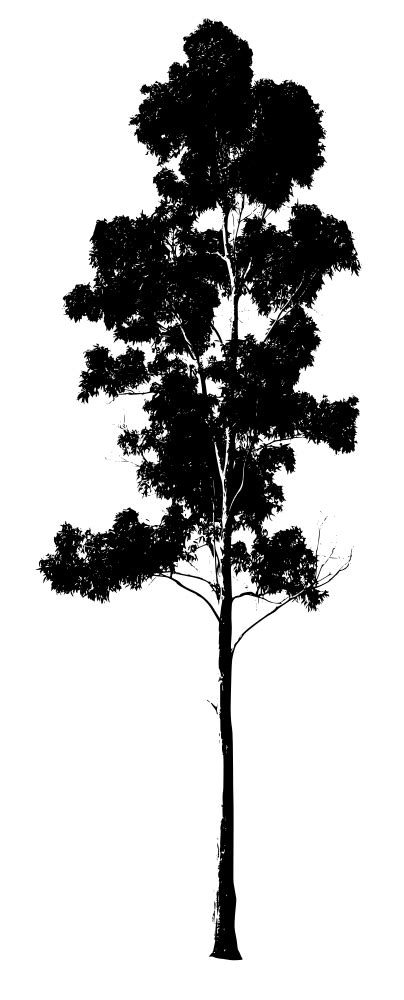 Gum Tree Drawing Silhouette - Eucalyptus Tree | Tree drawing wallpaper, Tree sillouette, Tree ...