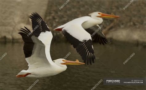 American White Pelicans Flying Over Water Outdoors — Two Animals