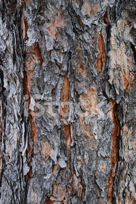 Close Up Of Pine Tree Bark Stock Photo Royalty Free Freeimages