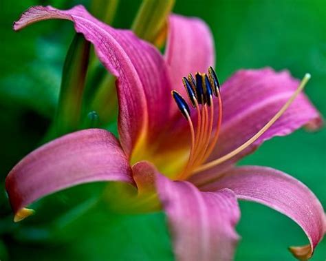 De altura aprox, de hojas muy estrechas y flores pequeñas y blancas. El Lirio y sus bellas flores coloridas - Afloricultura