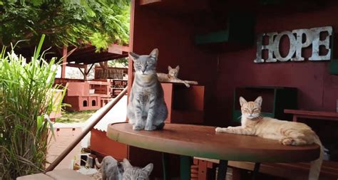 Discover The Cat Paradise At Lanai Cat Sanctuary In Hawaii