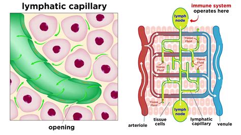Lymphatic System And Circulatory System