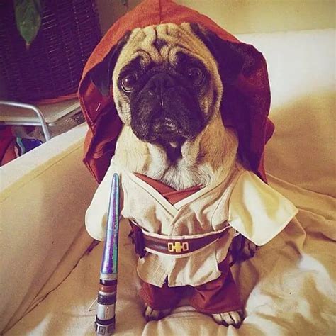 125 Awesome Star Wars Dog Names For Your Puppy The Paws