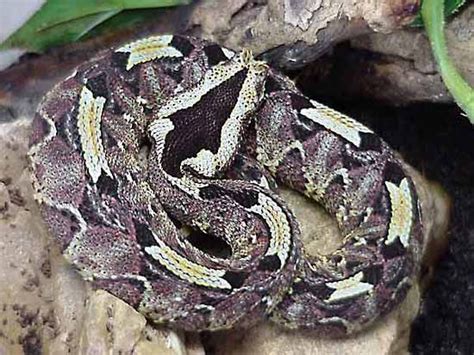 Bitis Snake Genus Britannica