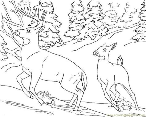 20+ Free Printable Deer Coloring Pages - EverFreeColoring.com