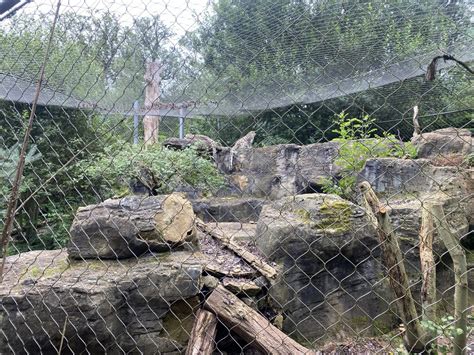 Snow Leopard Enclosure 120821 Zoochat