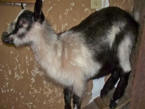 Why Is My Goat Losing Hair Find Out Here All Animals Guide