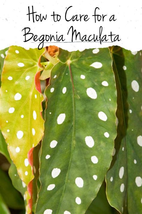 The spotted begonia—also called 'wightii'—must be. Begonia Maculata Care | Begonia maculata, Begonia, Plants