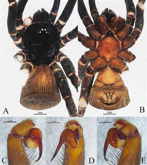 A E Cyclocosmia Sublatusicosta Sp Nov Male Holotype A Male