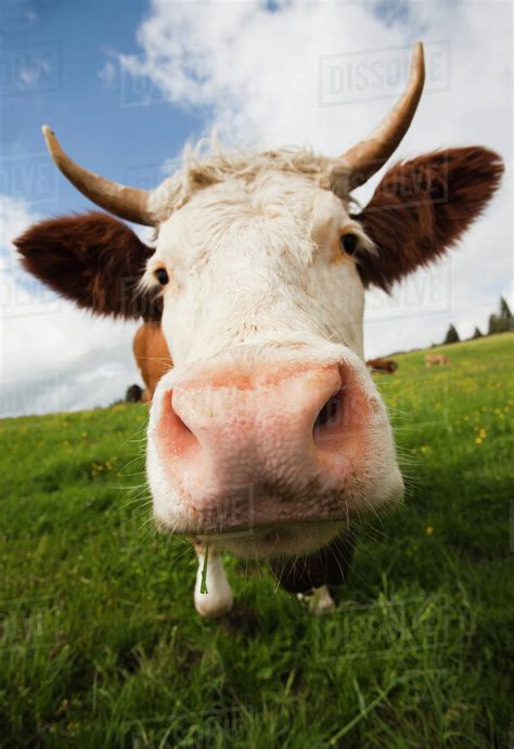 Close Up Of Cow In Field Stock Photo Dissolve