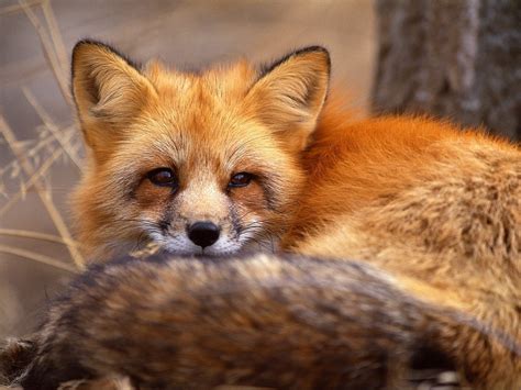 Red Fox Facts, History, Useful Information and Amazing Pictures