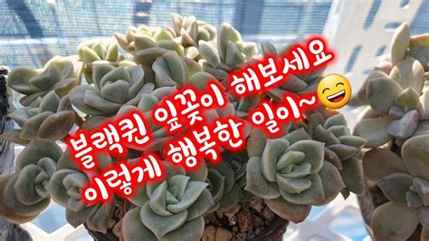 다육이노리터블랙퀸잎꽂이크리스보니적심링고스타 Youtube