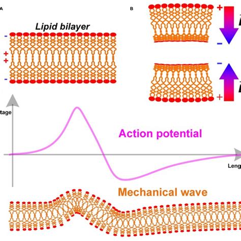 A The Lipid Bilayer Structure Of Cell Membrane B The Bending Of