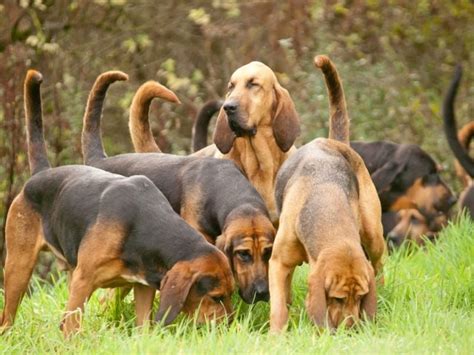 Check Out These Exciting Hound Dog Breeds Facty
