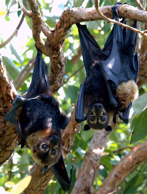 Two Species Of Bat Are The Only Mammals Where Male Lactation Has Been
