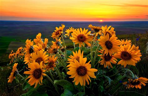 Kwiaty Słoneczniki Zachód Słońca