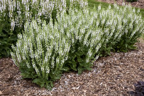 White Profusion Perennial Salvia Salvia Nemorosa Proven Winners