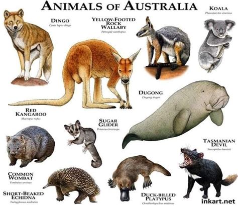 Pin By Jenifer Dubois On Animals Australia Animals Australian Native