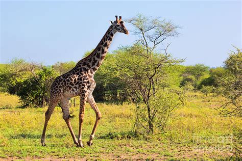Giraffe On Savanna Safari In Serengeti Photograph By Michal Bednarek