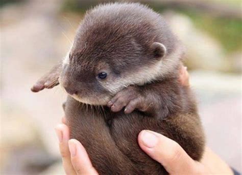 10 Cutest Baby Animals Ever You Want To Put In Your Hand